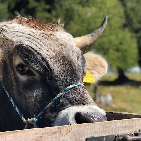 Sule Hof Agriturismo Urtijëi Dış mekan fotoğraf