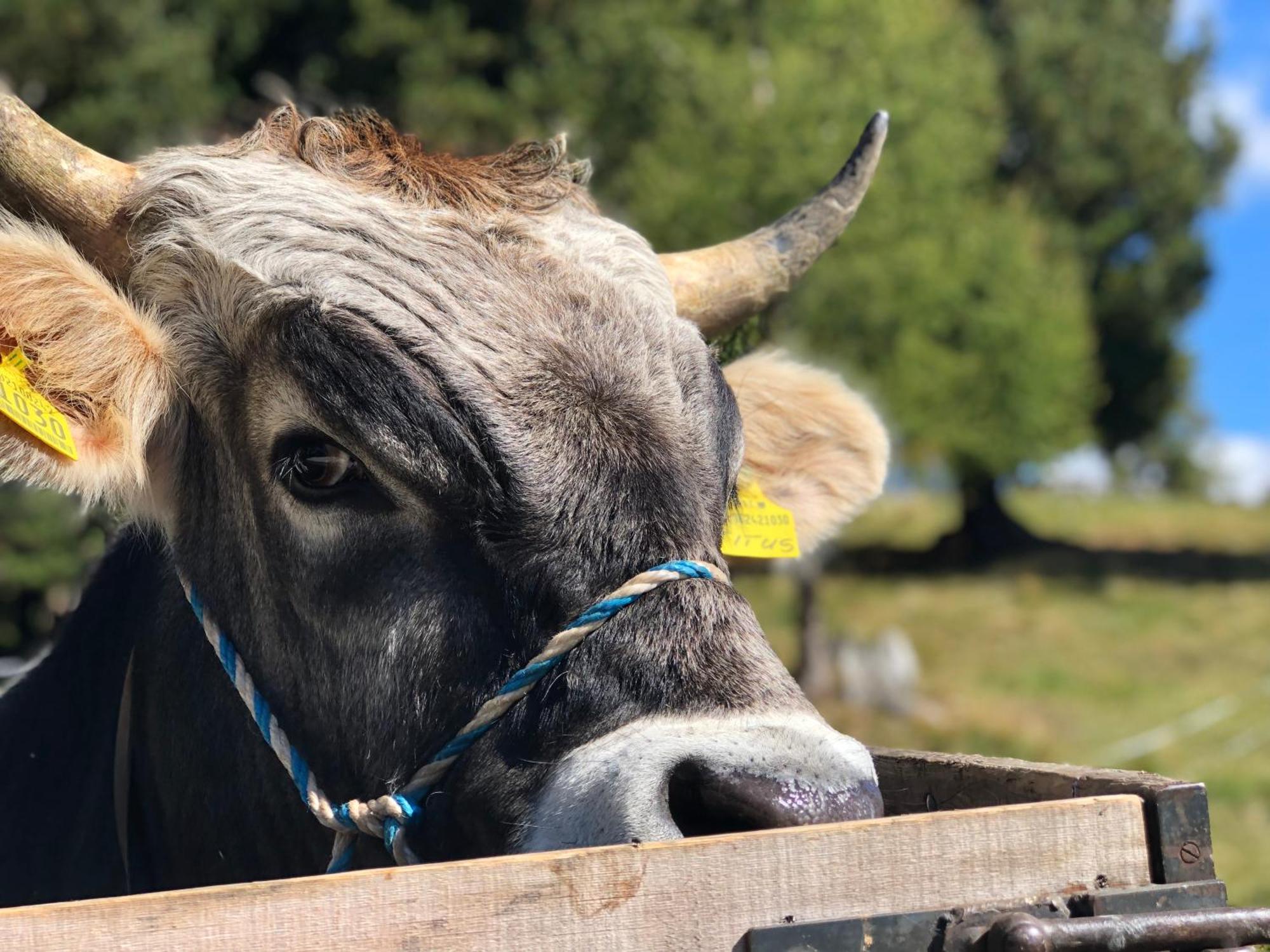 Sule Hof Agriturismo Urtijëi Dış mekan fotoğraf